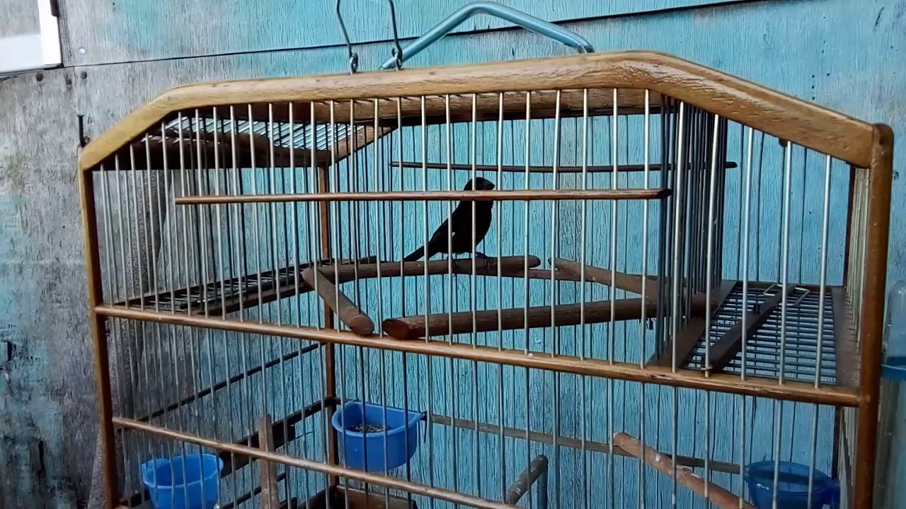 Spot bird real rex cut and sing bird 22/03/2020🔥🔥