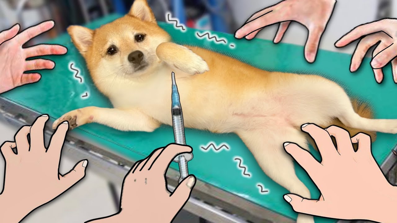 【注射はイヤぁ...】プルプル柴犬 病院がんばる！猫も予防接種ワクチンを応援🐱(#にゃんてわんだふる)