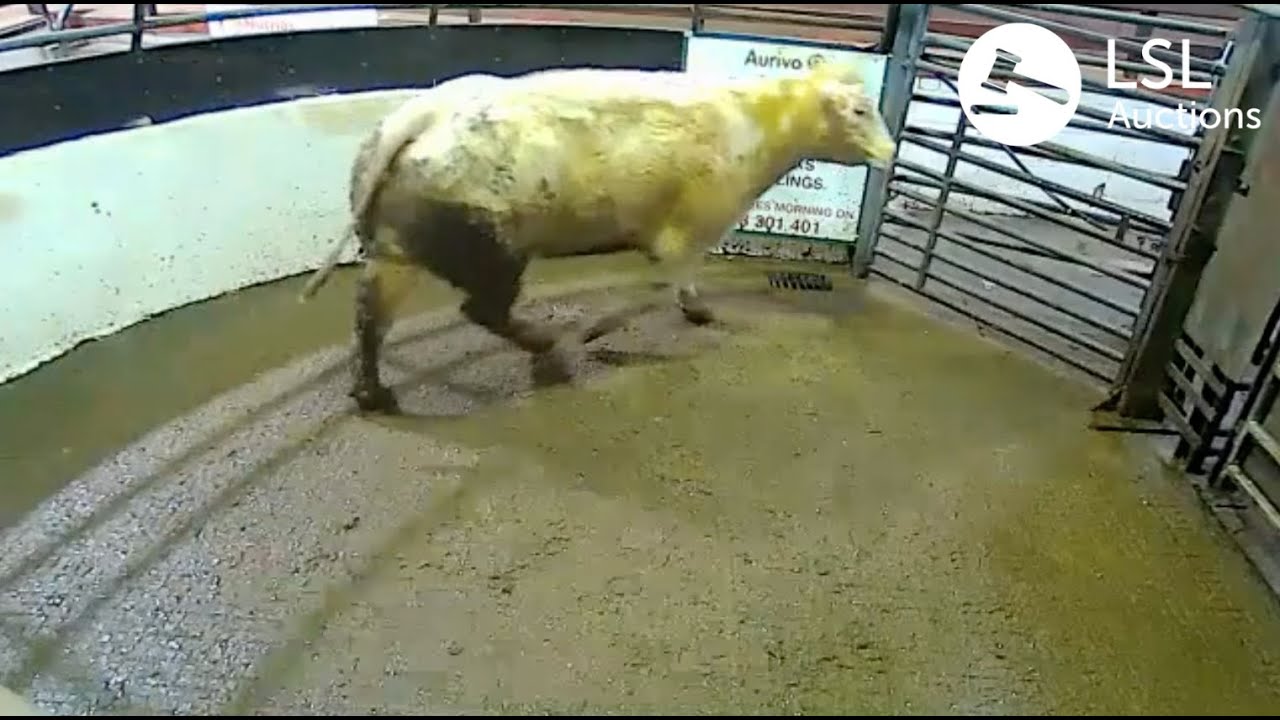LSL Auctions - Super Cows at Aurivo Livestock Mart Mohill this weekend - LSLAuctions.com