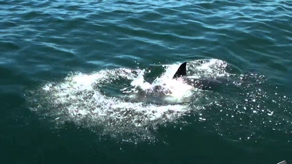 Shark Cage Diving Gansbaai