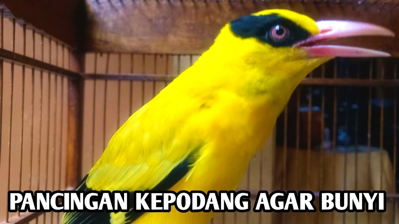 KEPODANG EMAS GACOR SUARA COCOK BUAT PANCINGAN BURUNG KEPODANG YANG MALAS BUNYI #kepodang 