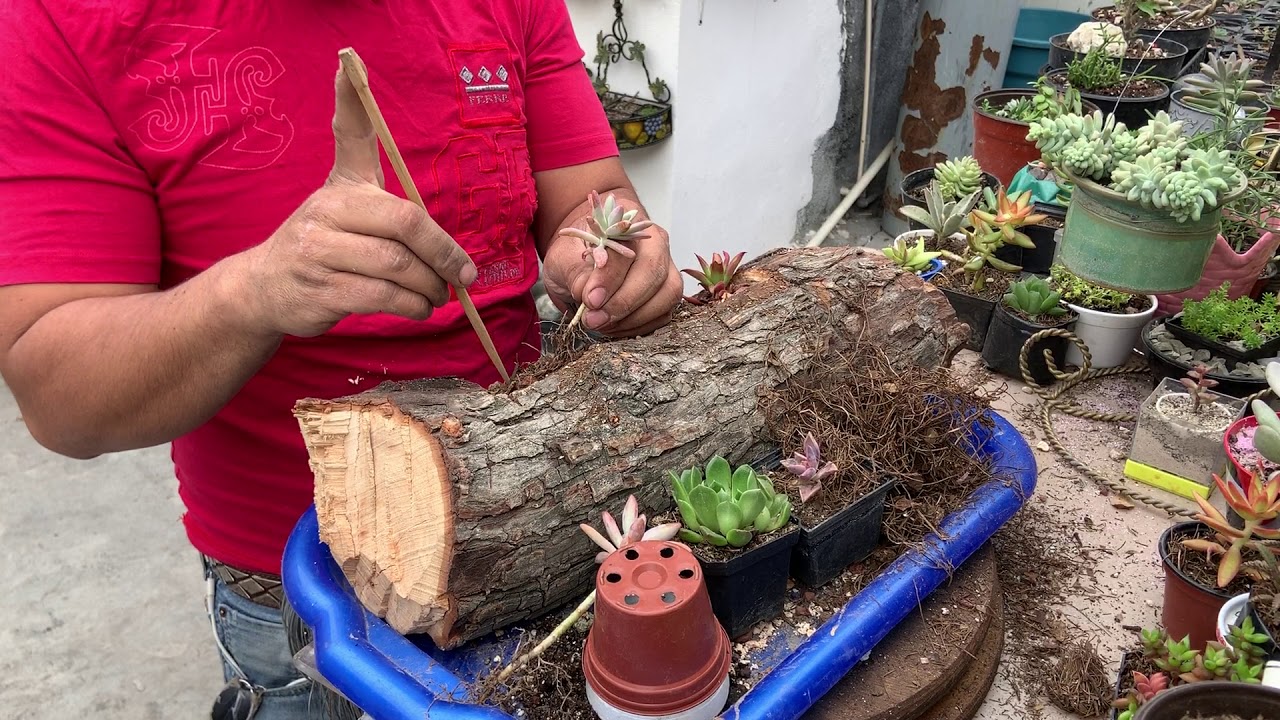 Tronco con suculentas