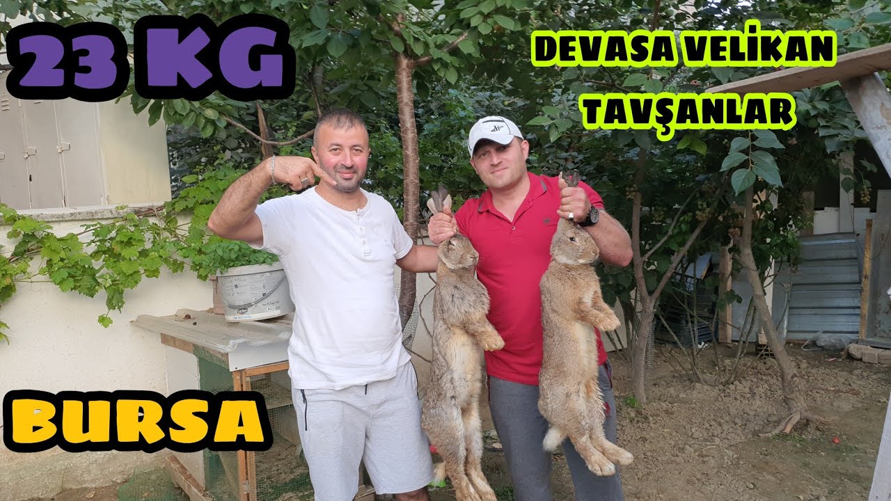 TAVŞAN IRKININ EN İRİSİ VE EN İLGİNÇİ  23 KG GELEN DEV VELİKAN TAVŞAN LAR  GÖRENİ HAYRETE DÜŞÜRÜR