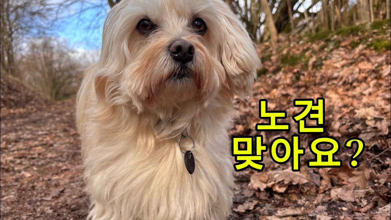 12살 노견, 하루 9km 산책 브이로그 