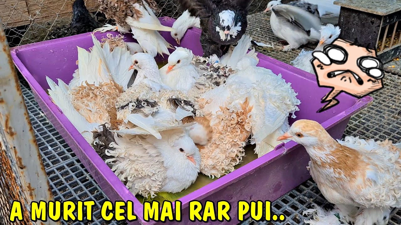 Viața la țară - A  MURIT cel mai rar pui de la porumbei din acest sezon