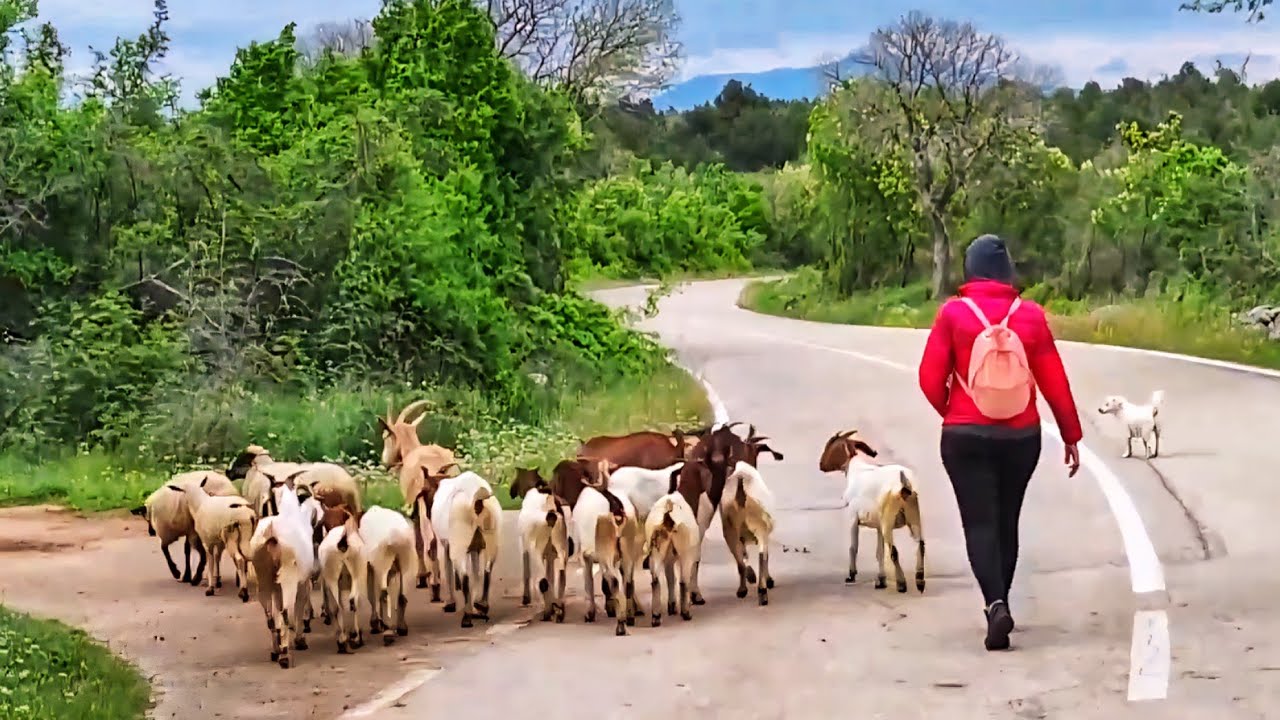 Горице - Selo Gorice kod Skradina