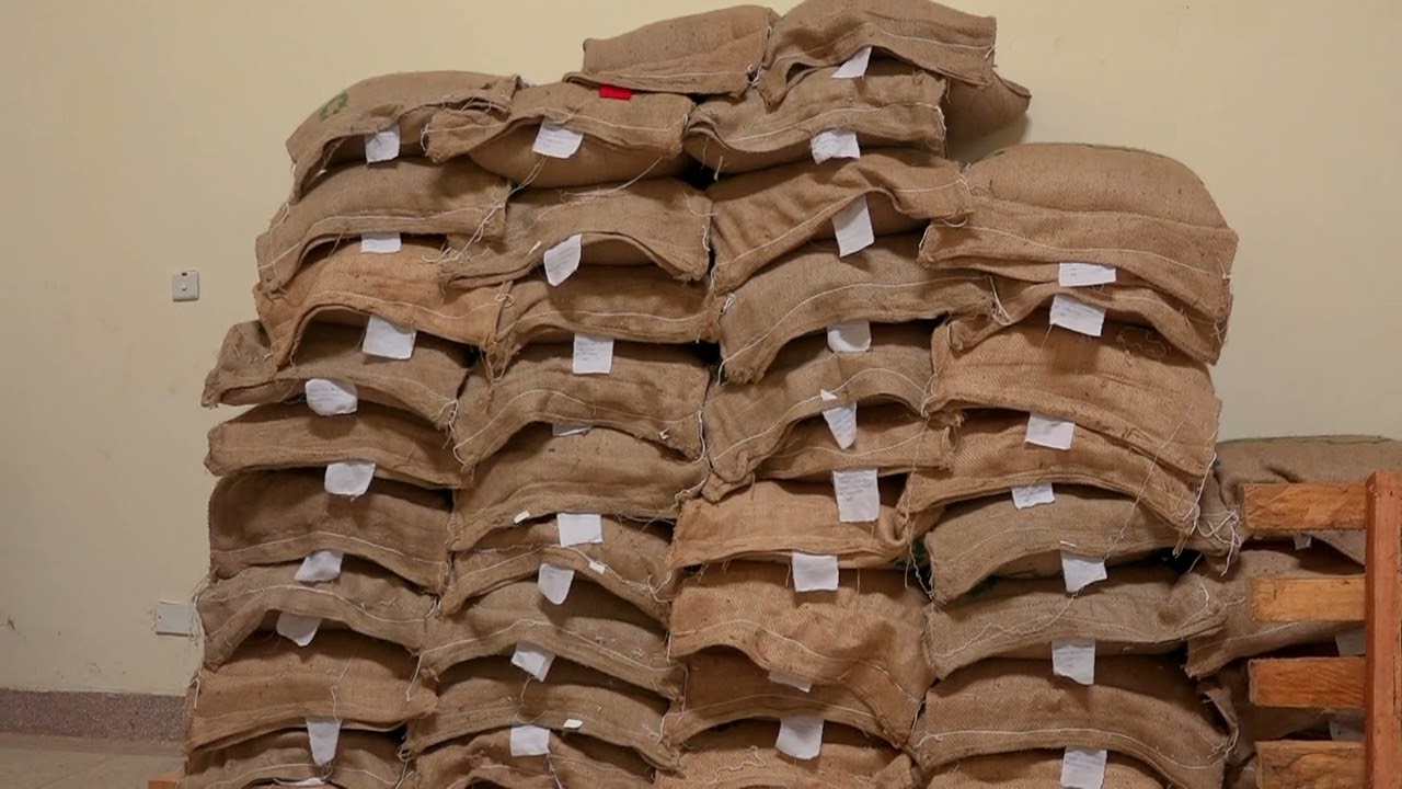 Baringo Coffee farmers reap big from a South Korean Investor