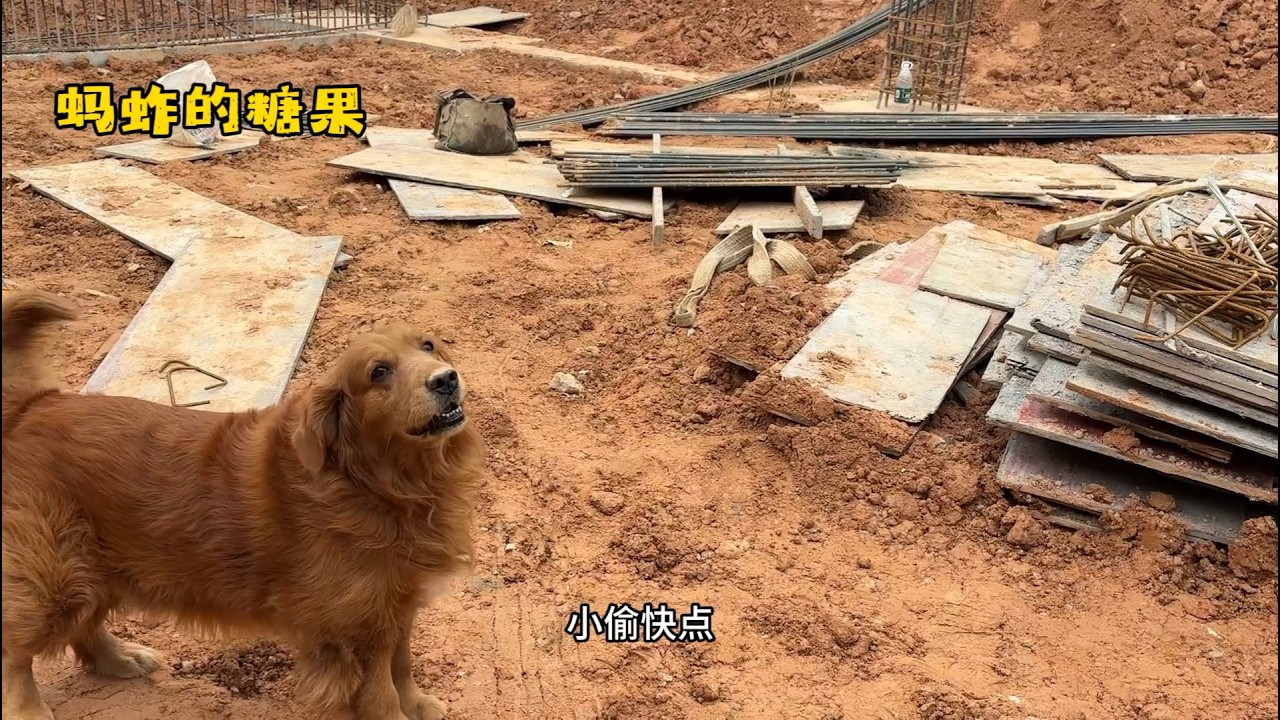 蚂蚱的糖果：大金毛听说有人偷自家摩托车瞬间就急了！
