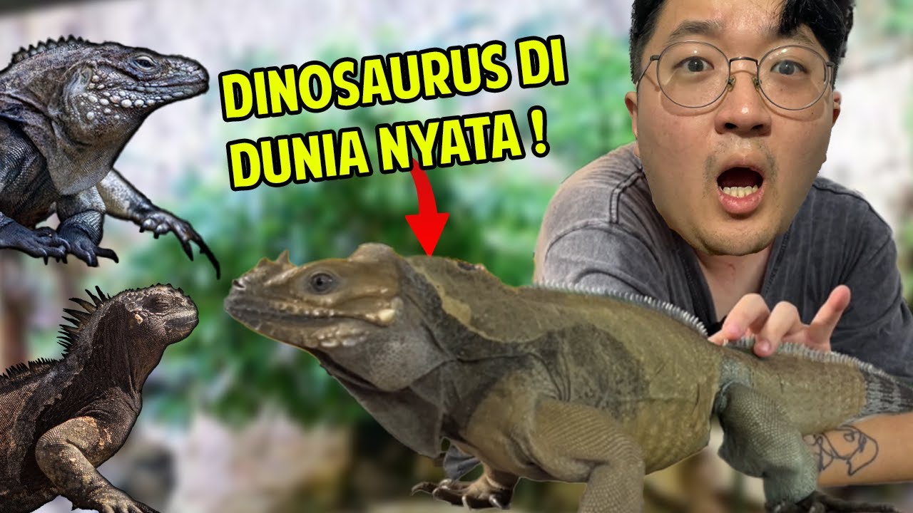 DINOSAURUS ASLI ! RHINOCEROS IGUANA !