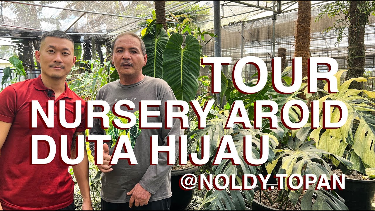 Tour nursery aroid langka Duta Hijau Abadi dengan om @noldy.topan