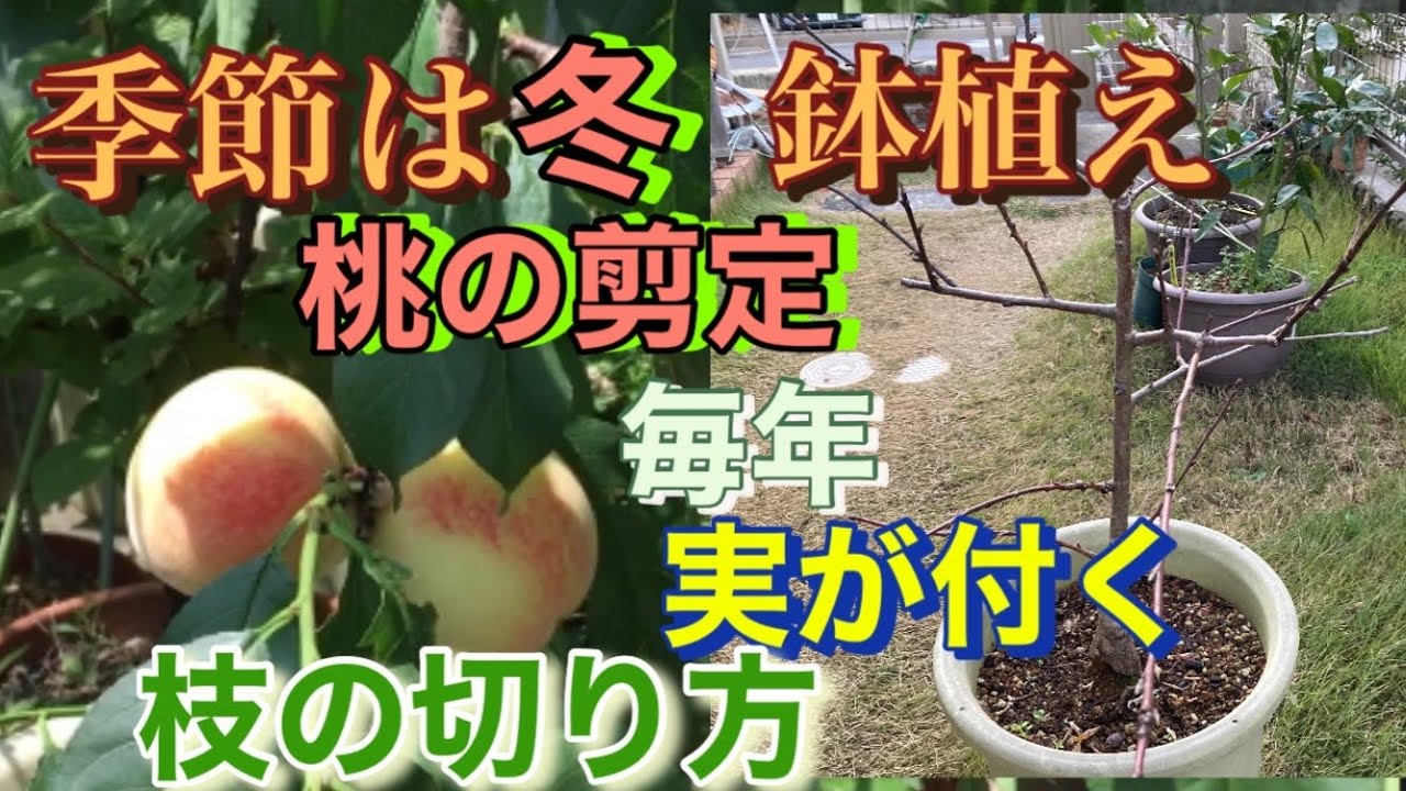 鉢植え🍑桃の冬剪定、毎年実が付く枝の切り方