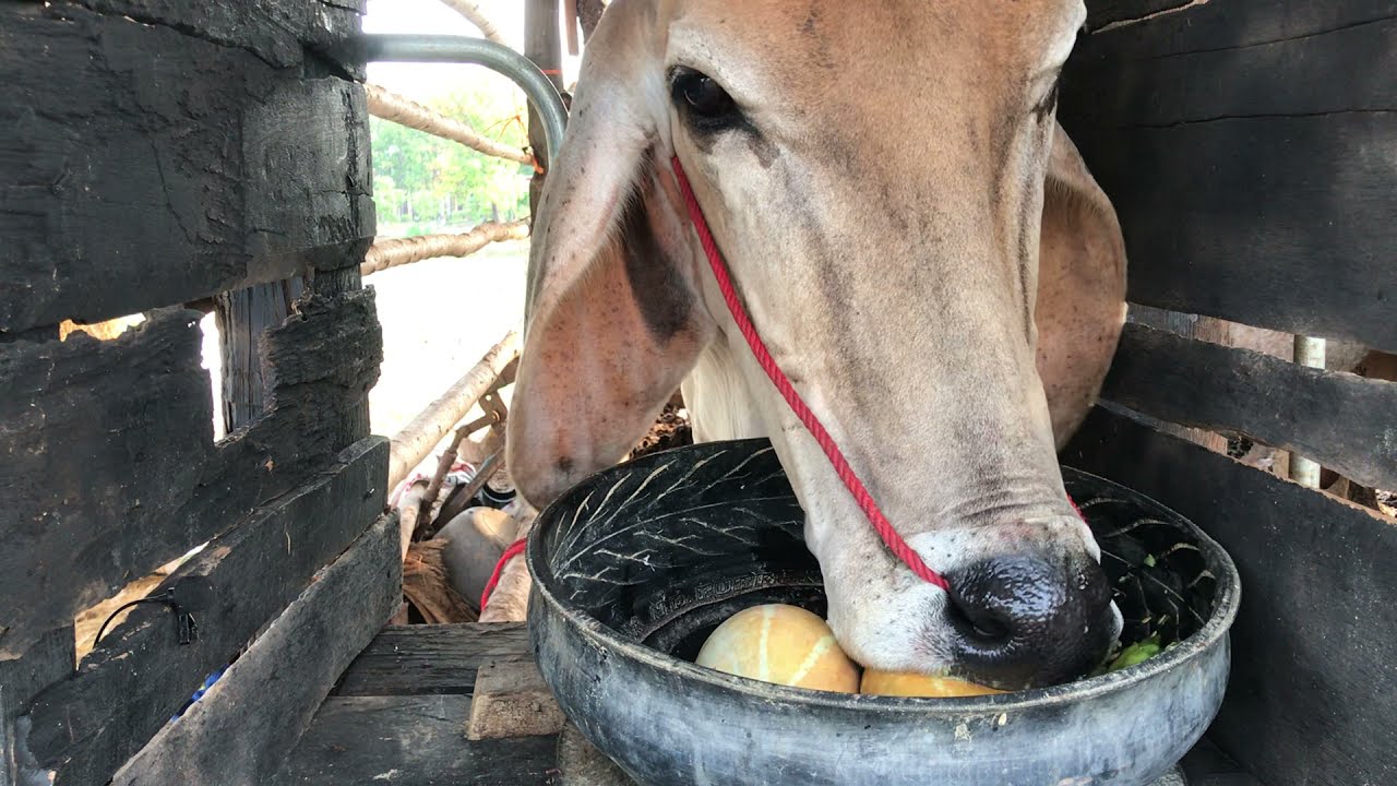 cow eating cantaloupe ASMR | eating show |