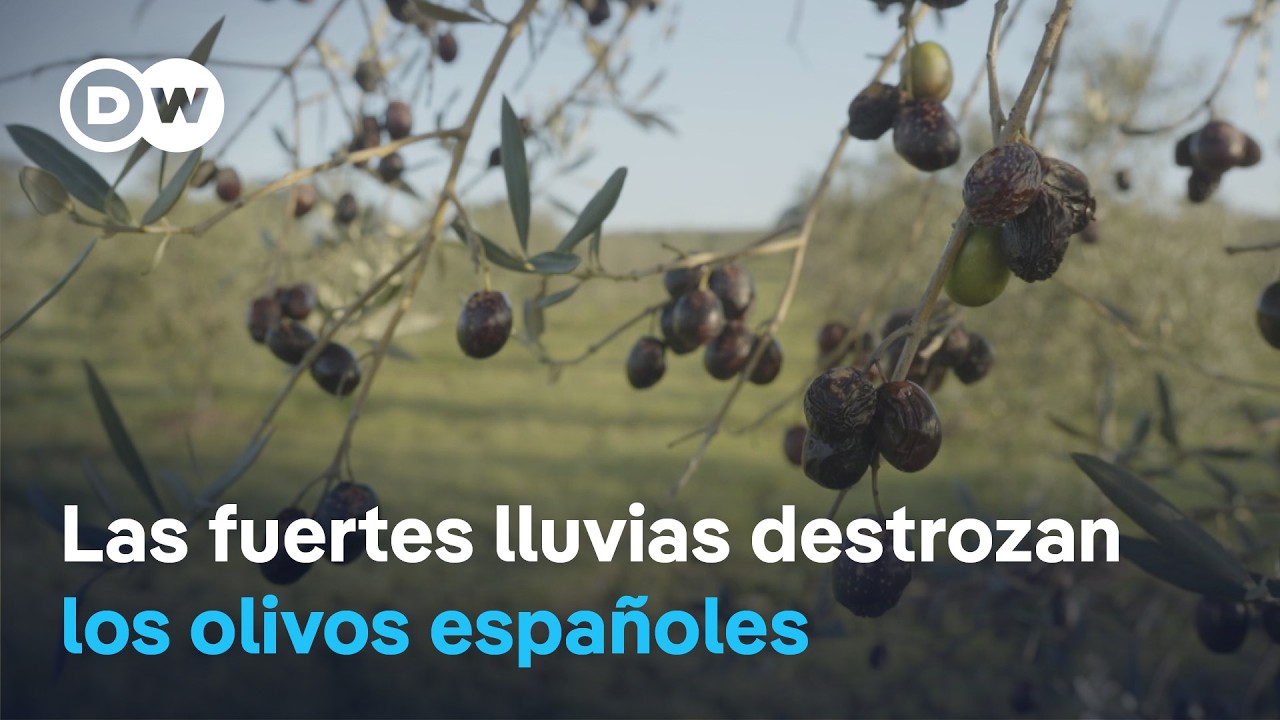 Las tormentas arrasan olivos y naranjos en el sur de España