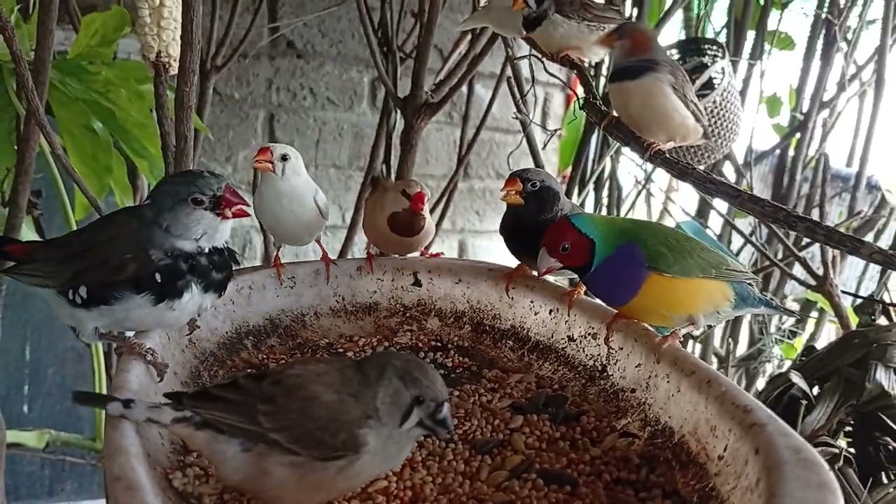 Stress relief diamonddove diamondfiretail gouldian finch zebrafinches shafttail #everyone #follow