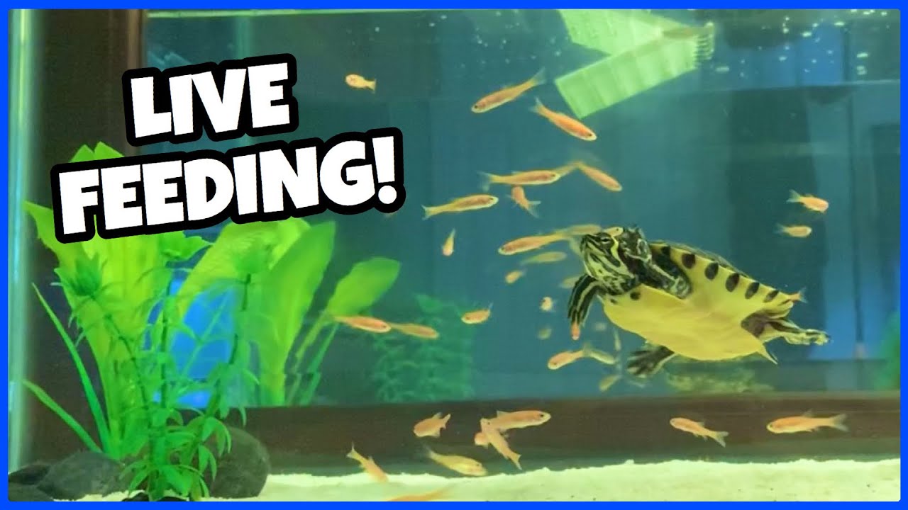 Stocking My Turtle Tank With Feeder Minnows!