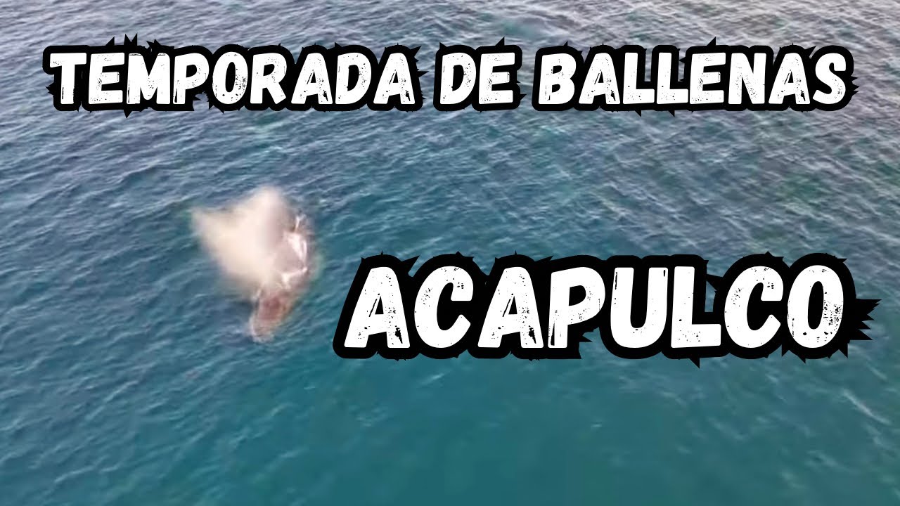 Ballenas en sinfonía del mar Acapulco.