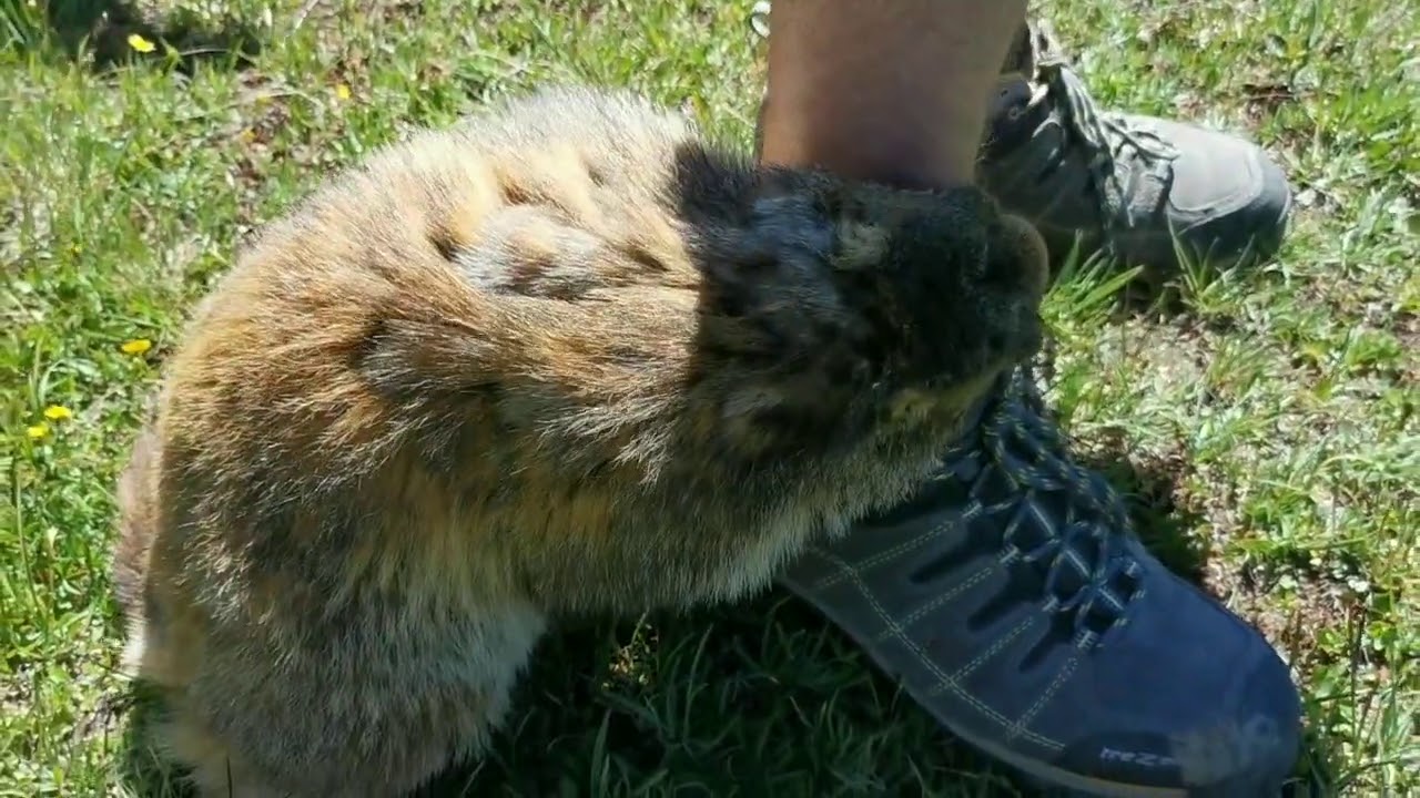 La Marmotte et les Randonneurs du GR5 juillet 2020