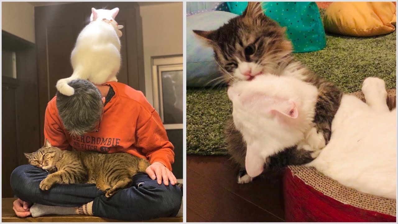 【5匹の猫のいる暮らし】思わず笑ってしまう！Twitterでバズったツイート傑作選