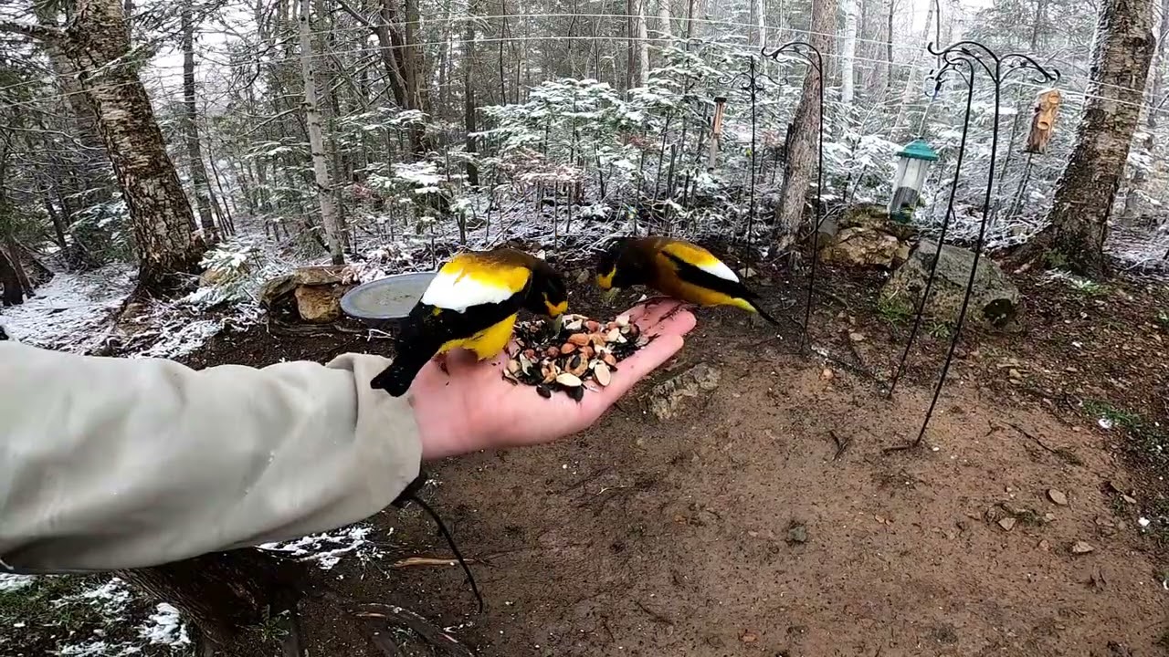 Feeding Evening Grosbeaks, White-Breasted Nuthatch, Woodpeckers [April 2021]