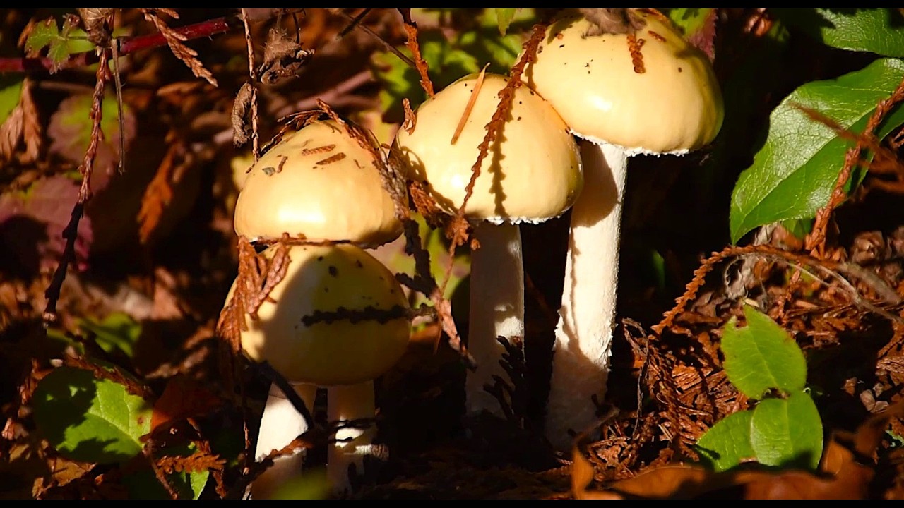 Unusually large forest Stropharia mushroom patch