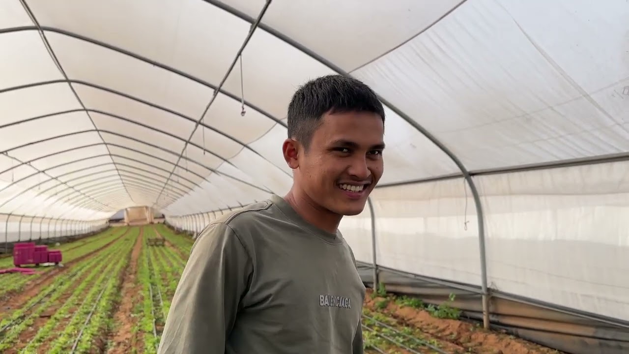Farm onot israel កាត់ជីប្រកួតប្រជែង​គ្នាយកលុយbonus​ សេមVsហាក់