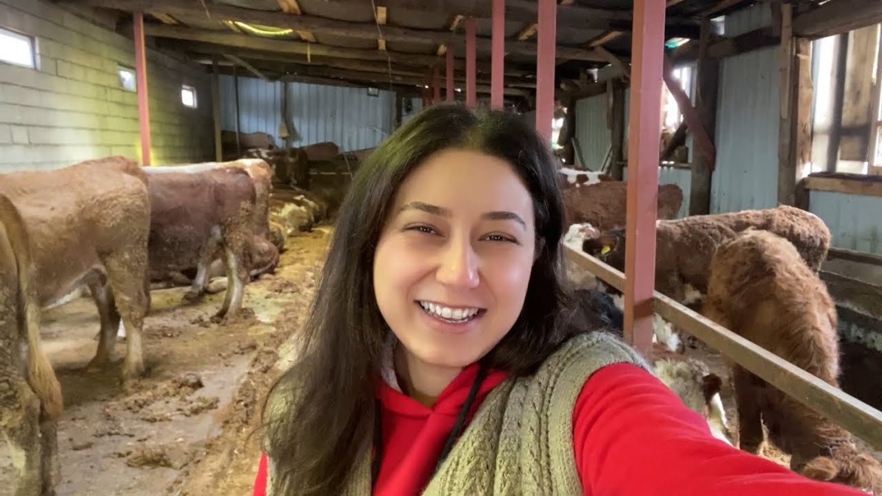 300 BİN TL’LİK BÜYÜKBAŞ AHIRI / 50 BAŞLIK UCUZ MALİYETLİ - KENDİ İMKANLARIMIZLA AHIR YAPIMI