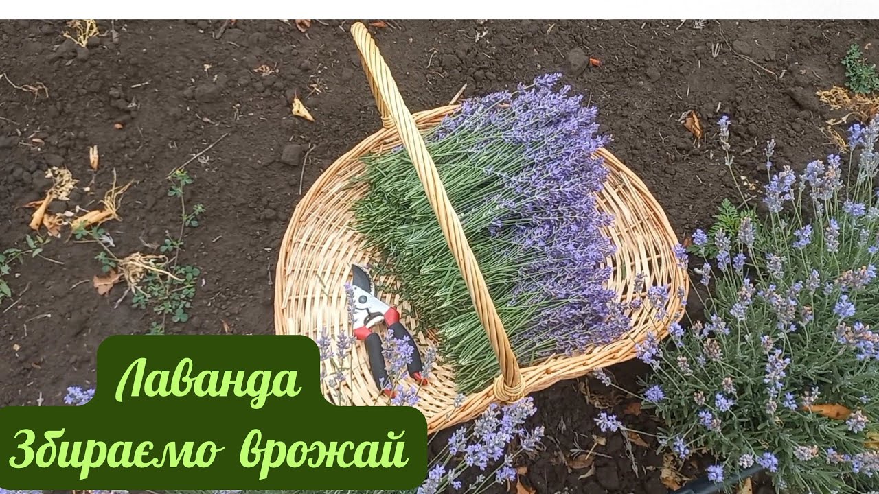 Зрізаємо лаванду. Перші продажі гарних букетів! @lavanderprostir