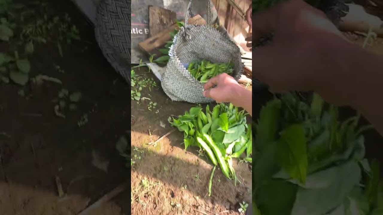 Episode 07 Bertemu petani sedang panen sayur kecipir,kacang panjang,dan daun singkong
