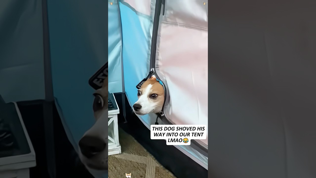The neighbor&rsquo;s dog #funny #funnypets #youtube #pets #funnyanimals #funnyvideo #dog #shorts #foryou