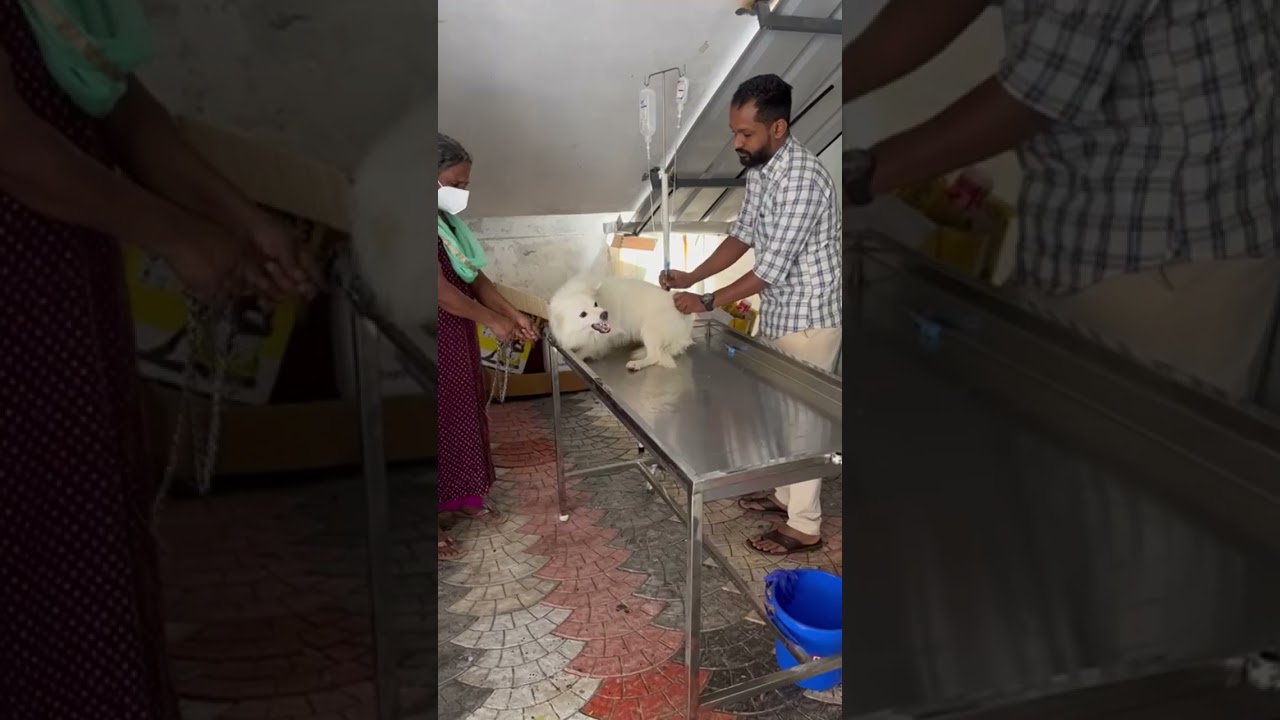 Aggressive dog at the vet clinic    #dog #rescueddog #wild #veterinary #dog #shelterdog