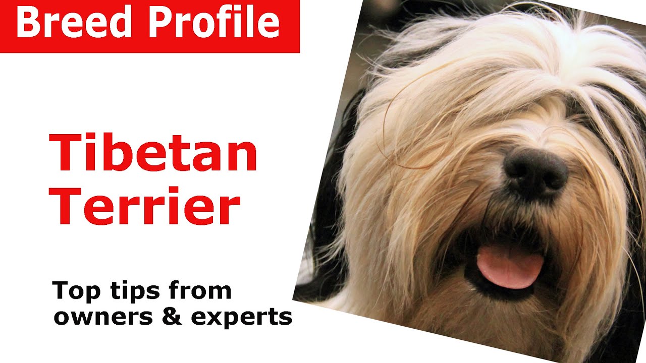 Tibetan Terrier dog breed guide