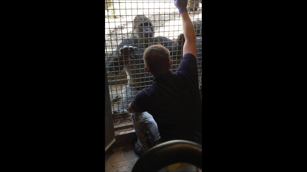 Gorilla Training - Zoo Atlanta