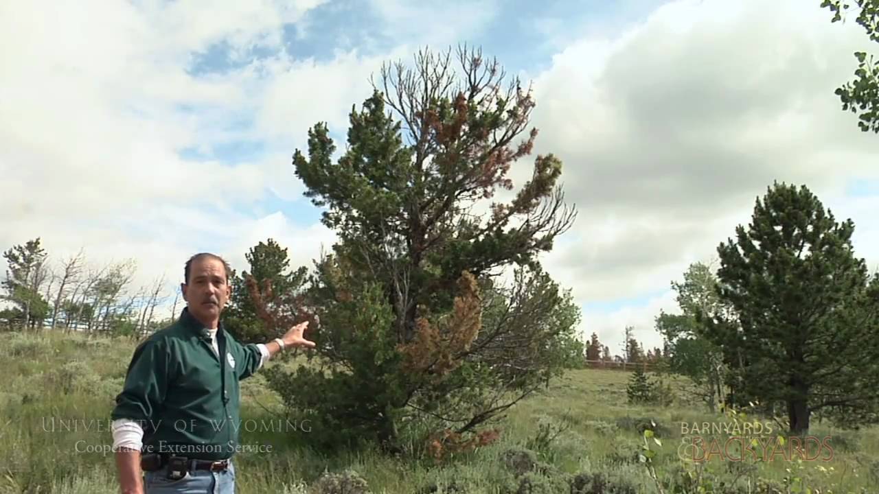 White Pine Blister Rust (lifecycle & control overview) - Barnyards & Backyards