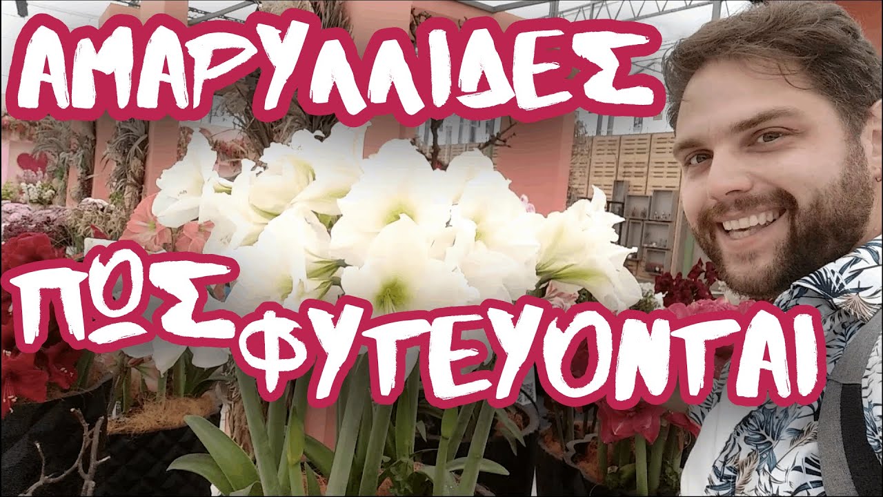 Αμαρυλλίδα: Ένα Χριστουγεννιάτικο λουλούδι - Μέρος 1