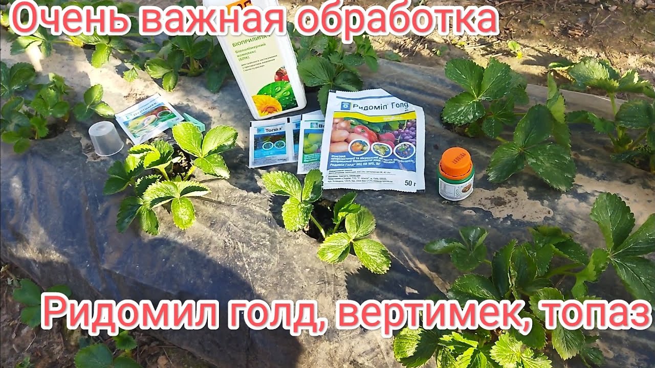 Ридомил голд, вертимек, топаз первое внесение весной