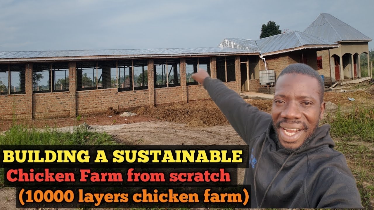 HOW TO BUILD A SUSTAINABLE CHICKEN FARM FROM SCRATCH - 10000 Layers chicken Farm tour.