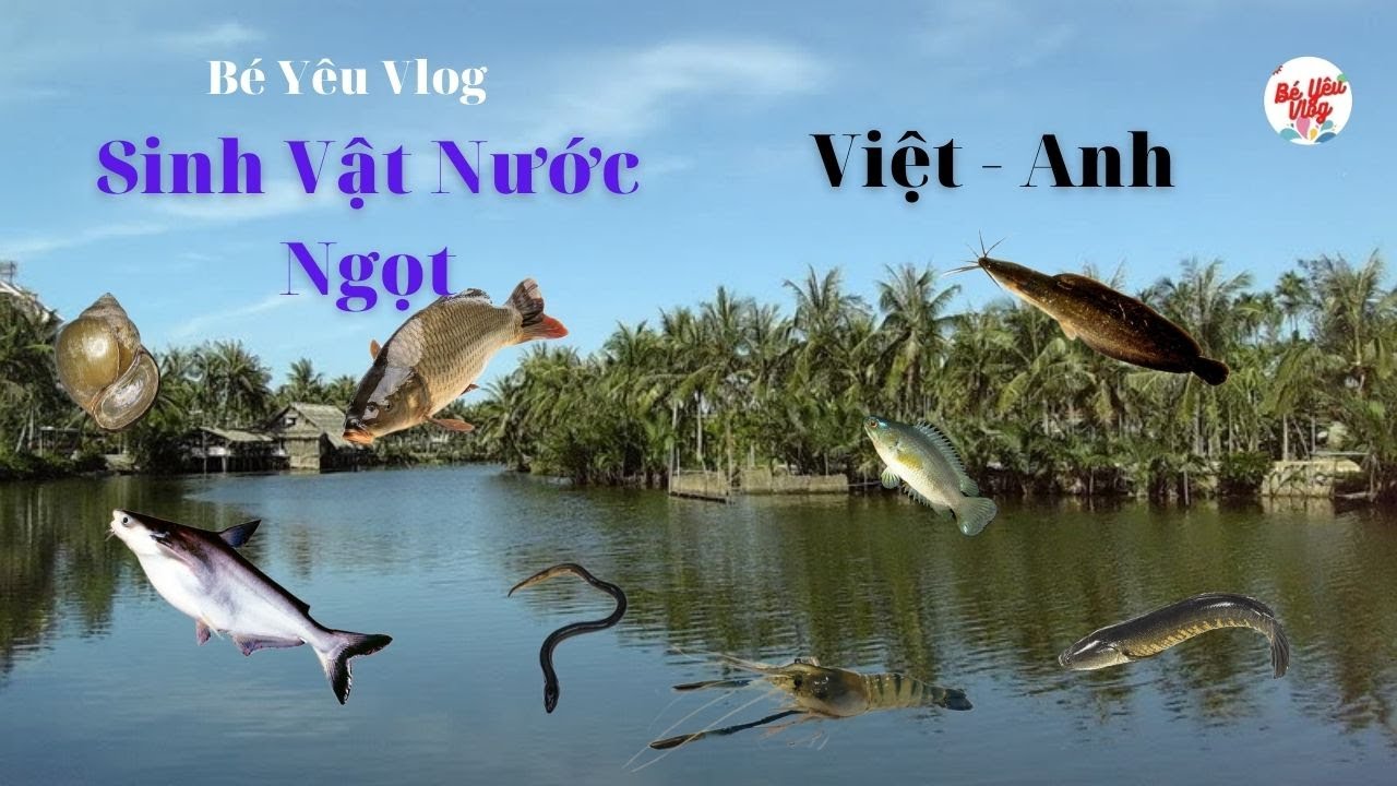 Các con vật bằng tiếng Anh || phần 4 ( con vật nước ngọt )