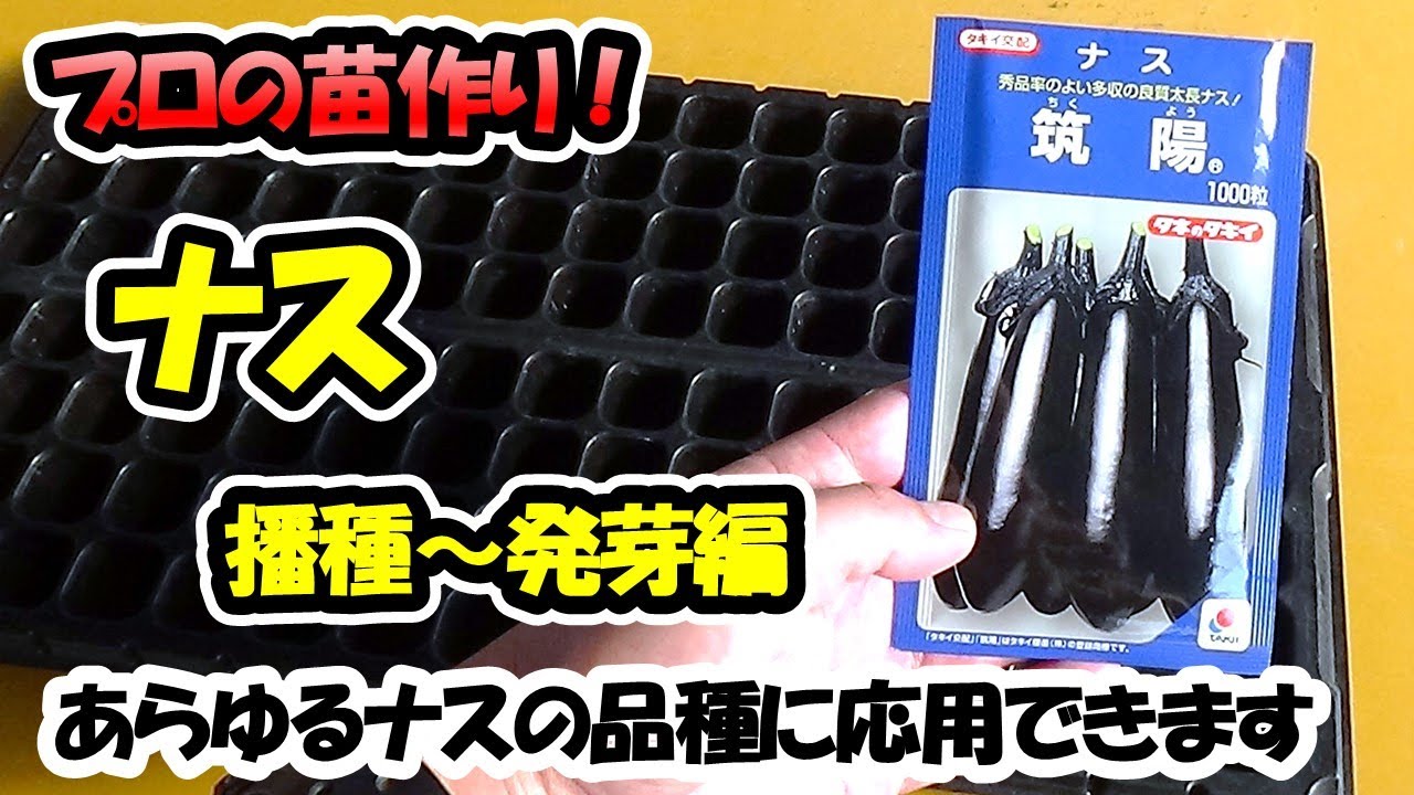 【育苗のプロが教える！】ナスの苗作り　播種～発芽編（セルトレー）あらゆるナスの品種に応用できます
