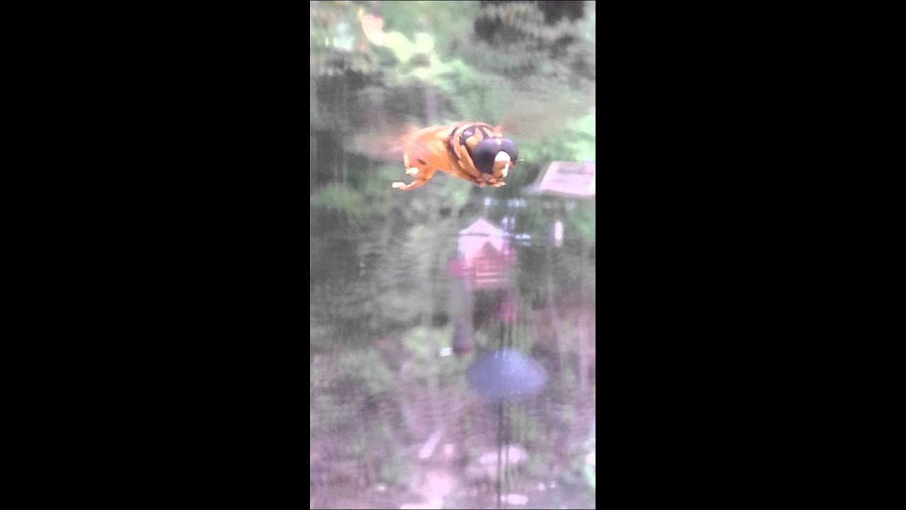 Video of hoverfly flying and making hoverfly buzzing sound / noise