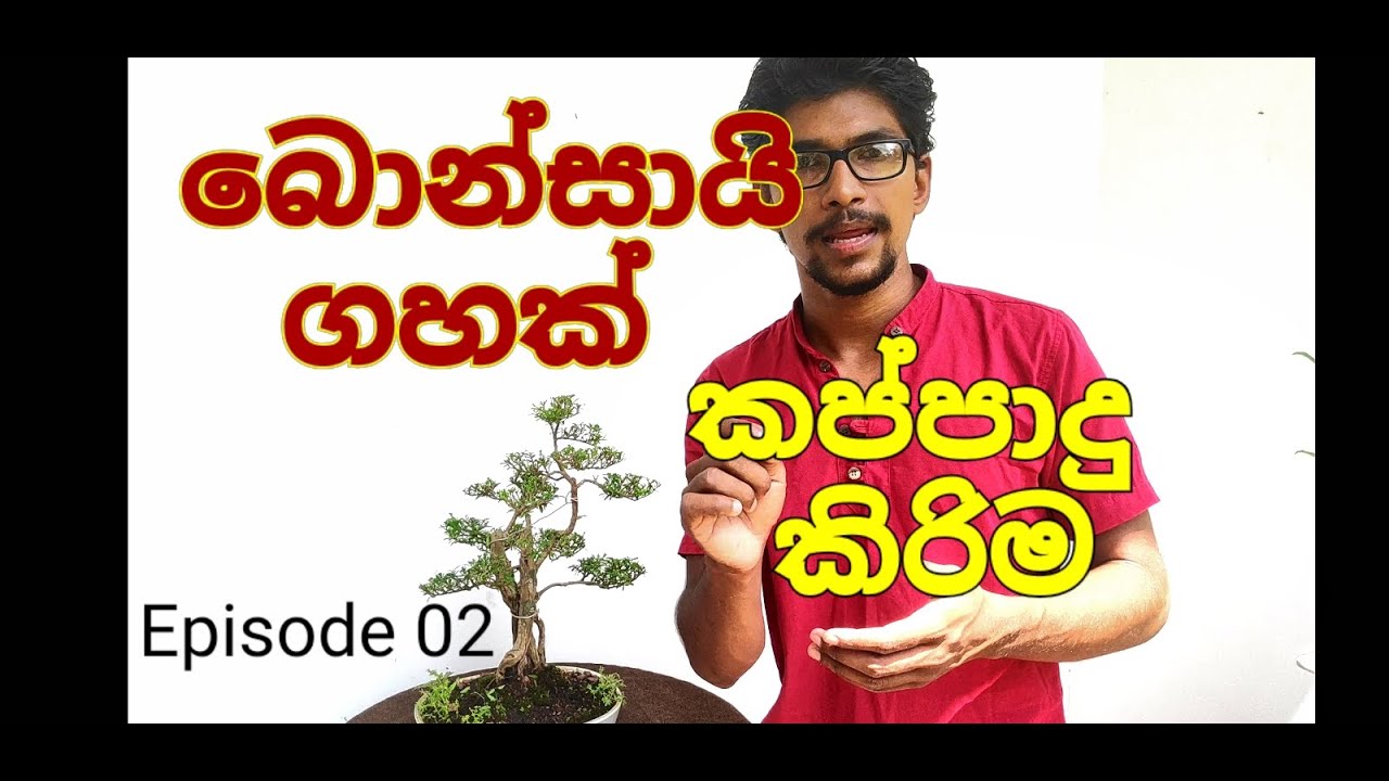 How to pruning a bonsai tree ? බොන්සායි ගසක් කප්පාදු කරන්නේ කෙසේද? Episode 02
