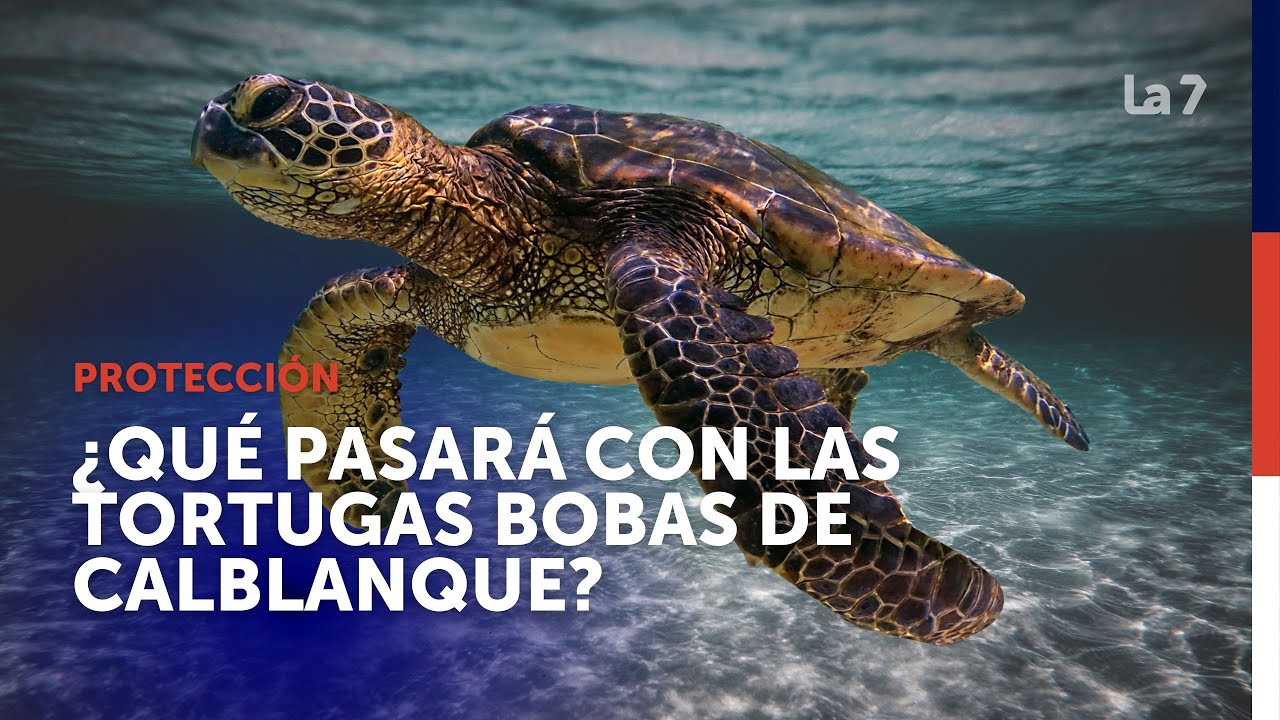 ¿Qué pasará con las tortugas bobas nacidas en Calblanque? | La 7