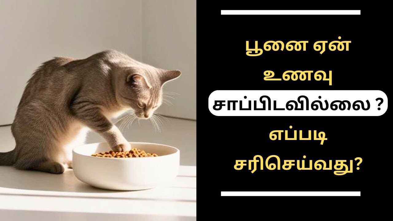 பூனை ஏன் உணவு சாப்பிடவில்லை? எப்படி சரிசெய்வது ? | cat not eating food tamil
