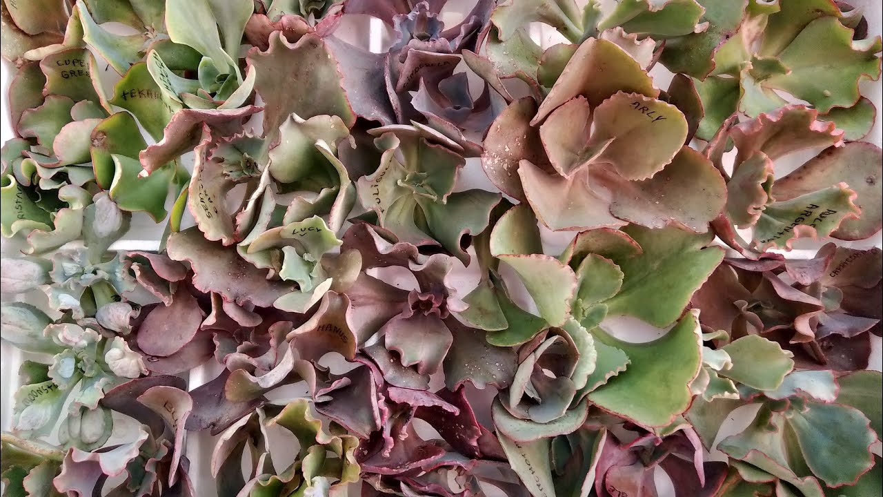 Uma colheita abençoada! Mudas de Gibifloras todas identificadas!😍🙏🙏