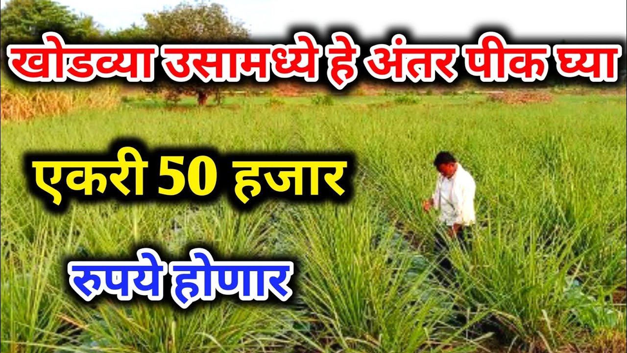 खोडव्या उसामध्ये हे अंतर पीक घ्या एकरी 50 हजार रुपये होणार.