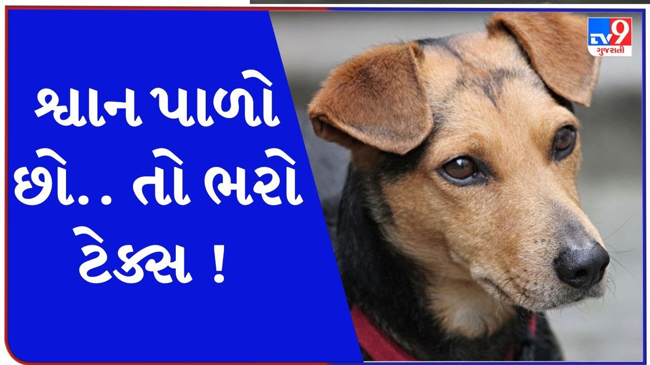 વડોદરા : શ્વાન પાળો છો.. તો ભરો ટેક્સ ! કઈ રીતે વસુલાશે શ્વાન વેરો? | TV9News