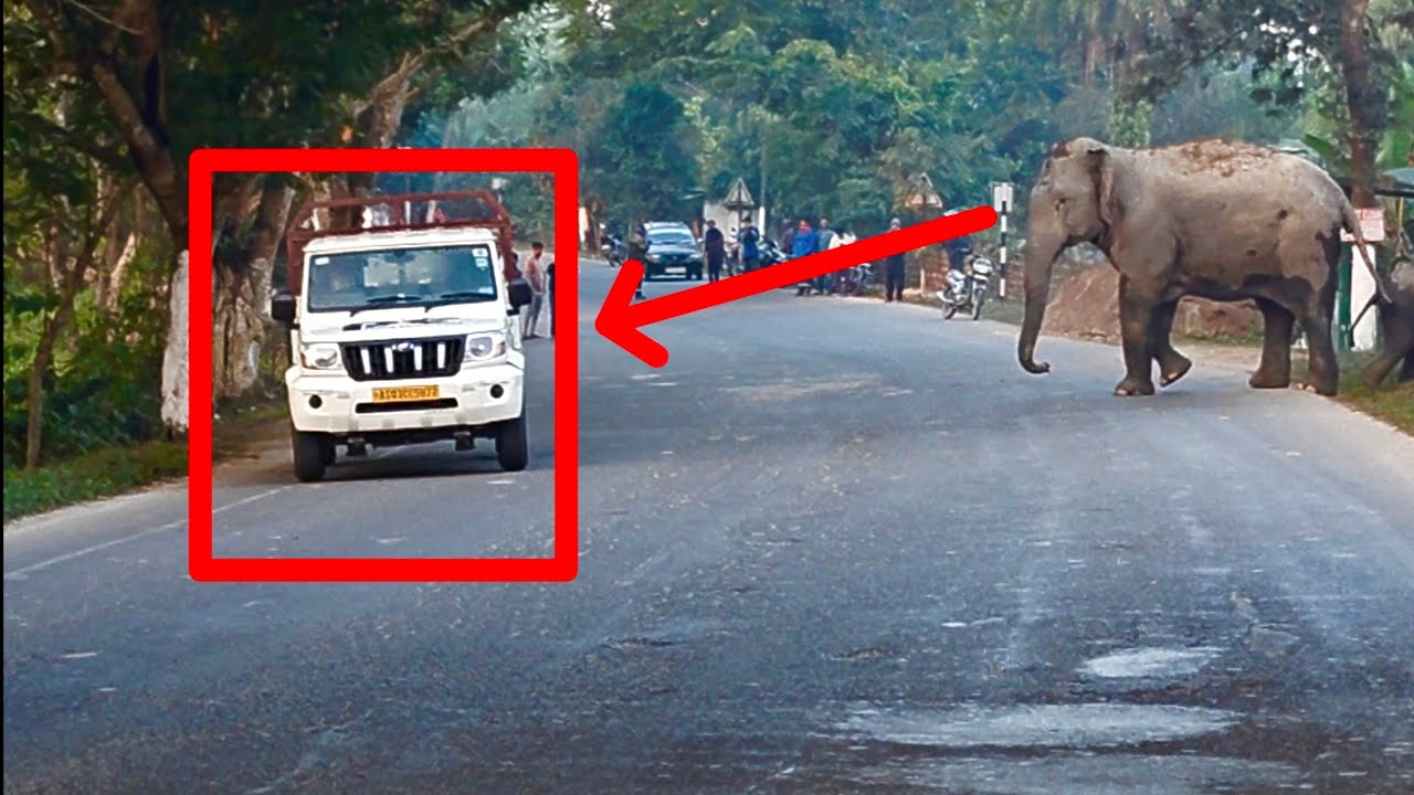Vehicle Trapped in Front of Wild Elephant Herd on NH-39 | Traffic Standstill with Loaded Truck
