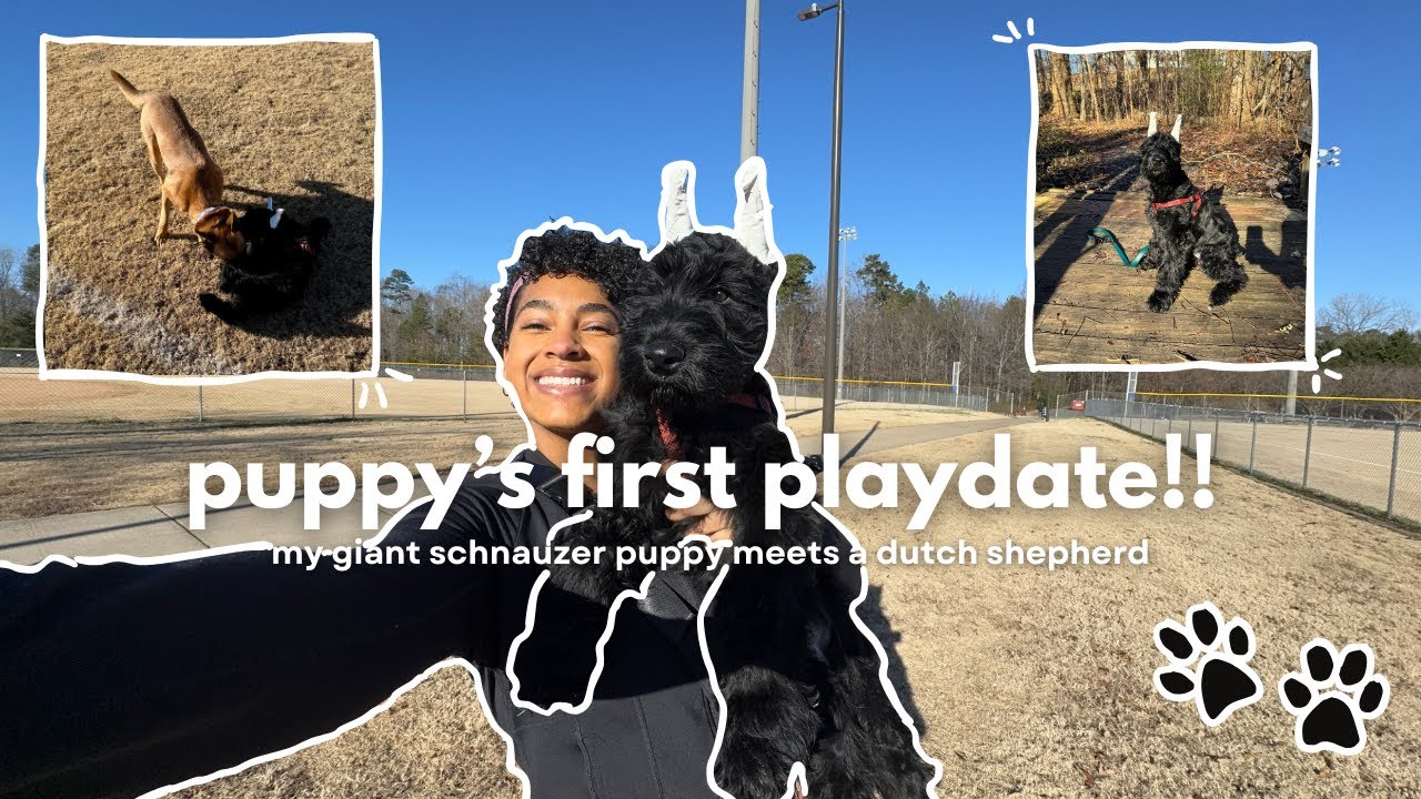 Dog Mom Vlog🐾 | My Puppy’s First Playdate! My Giant Schnauzer Puppy Meets a Belgian Malinois