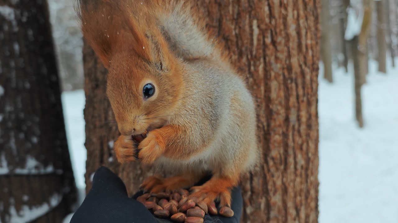 Белка с облезлым хвостом) 🤗 Squirrel with a mangy tail)