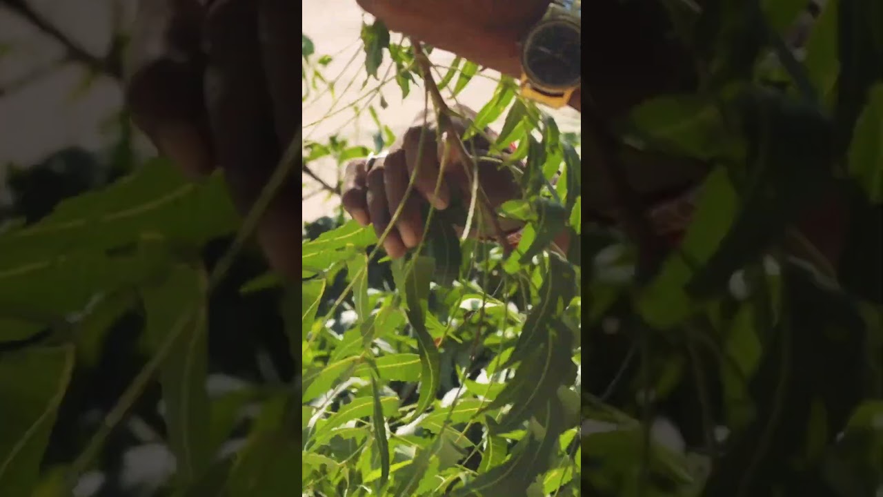 Let's talk about Neem 🌿