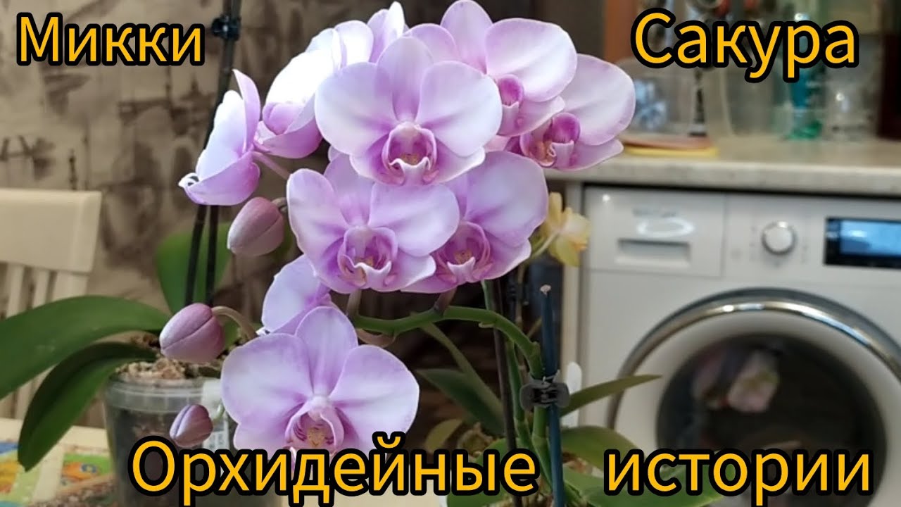 Все о Микки Сакура. Отвечаю на ваши вопросы. Несбыточные ожидания...